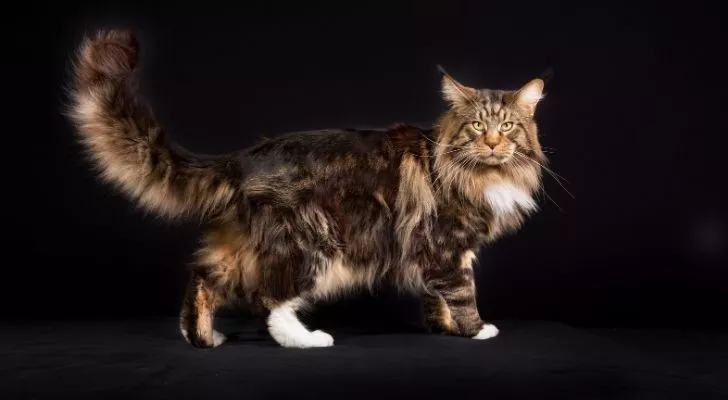 The long haired Maine Coon cat