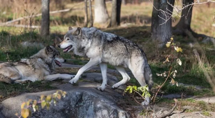 Timberwolves in the woods