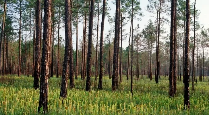 Rich forest in Mississippi