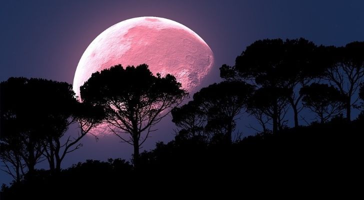 A full pink moon seen behind some trees in the dark