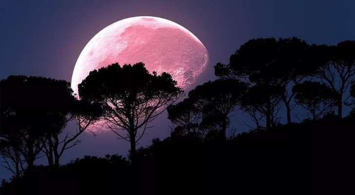 A full pink moon seen behind some trees in the dark