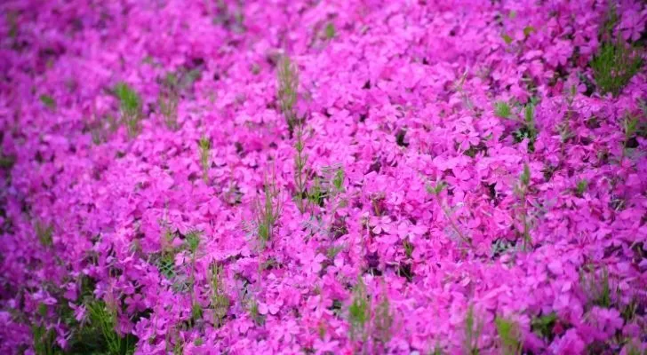 Pink phlox flowers in full bloom