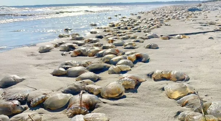 Thousands of jelly fish on the shore