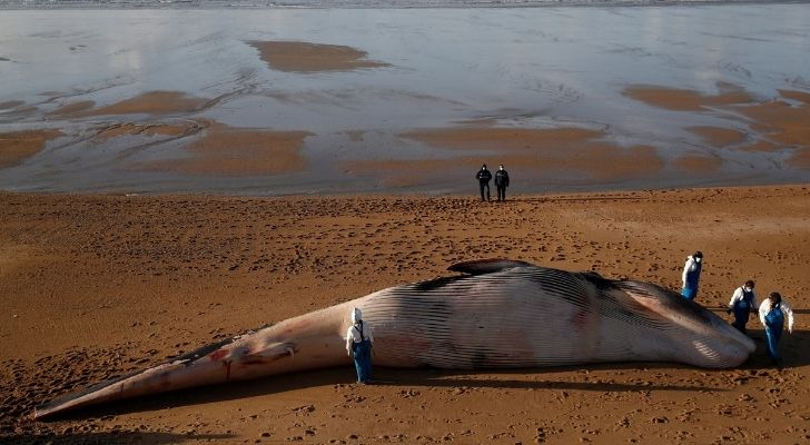 A massive whale found on the beach