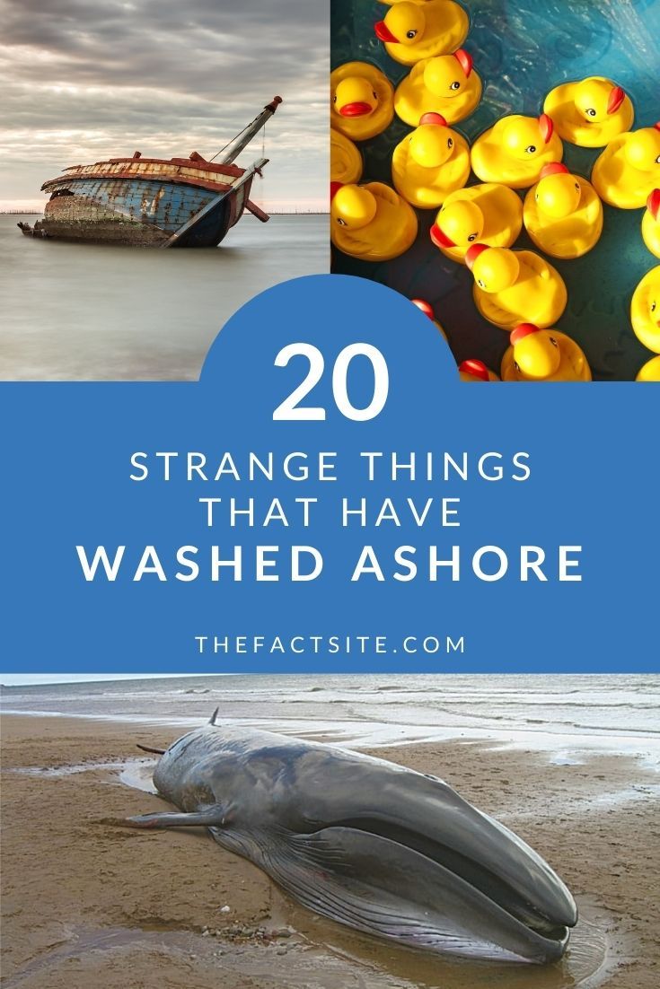 20 Strange Things That Have Washed Ashore
