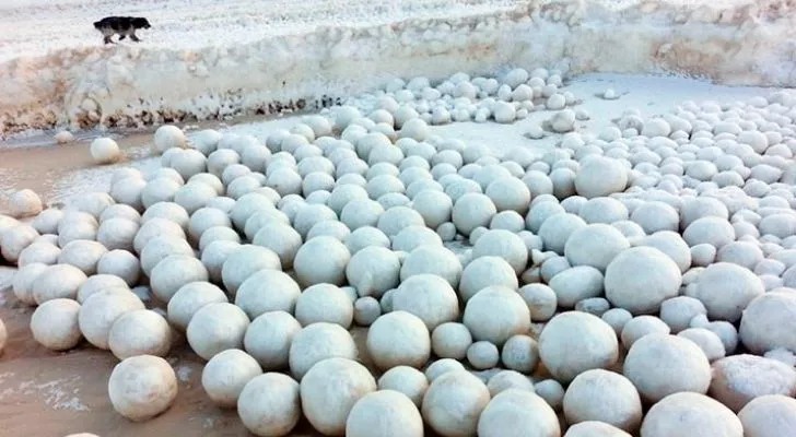 Thousands of giant snowballs washed onto the shores