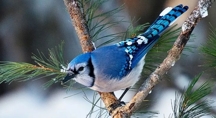 A Blue jay bird