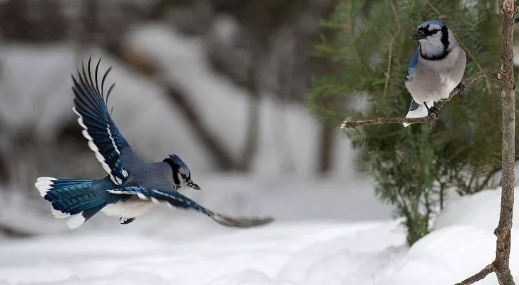 9 Fascinating Facts About Blue Jay Birds - The Fact Site