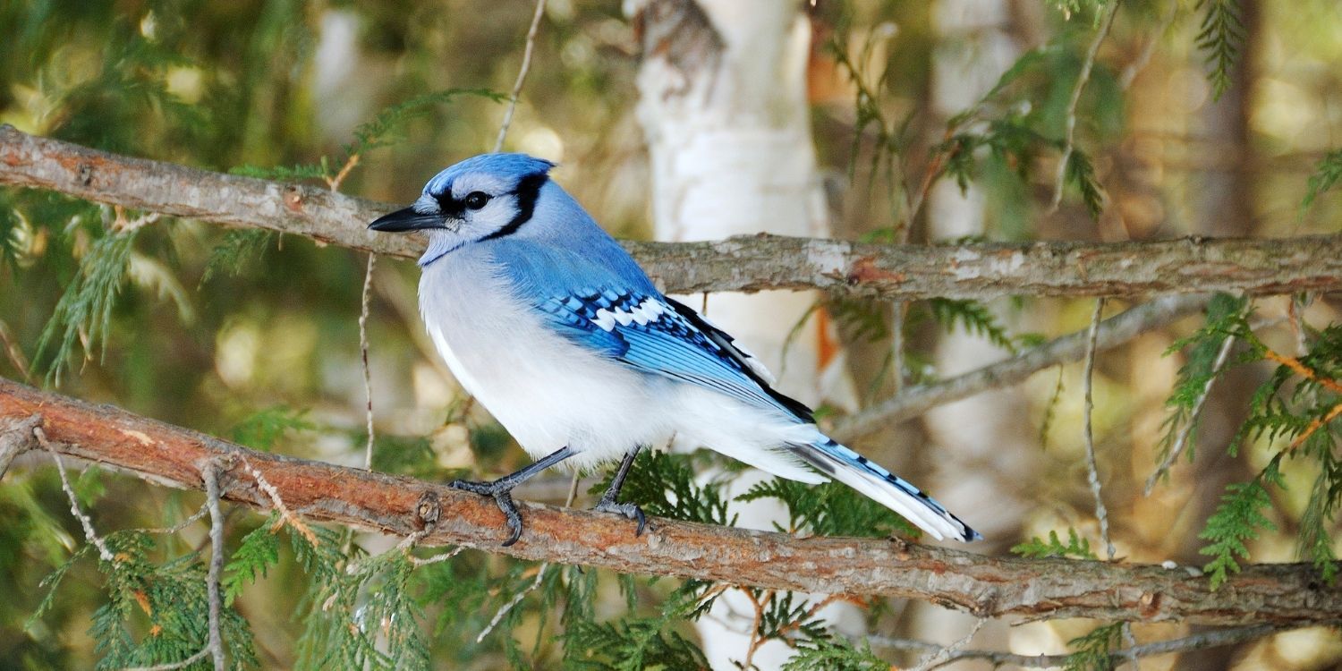 Blue Jay with Crazy Hair - wide 4