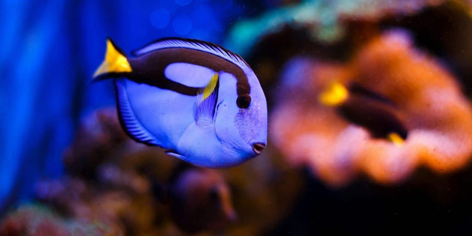 Feeding Blue Tangs to Keep Hair Algae at Bay - wide 8