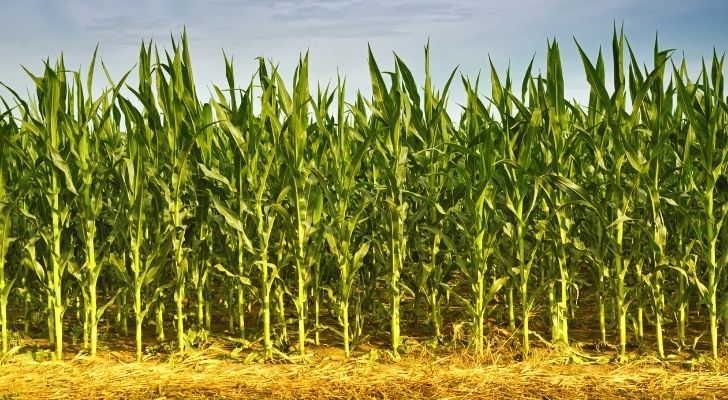 Campos de maíz