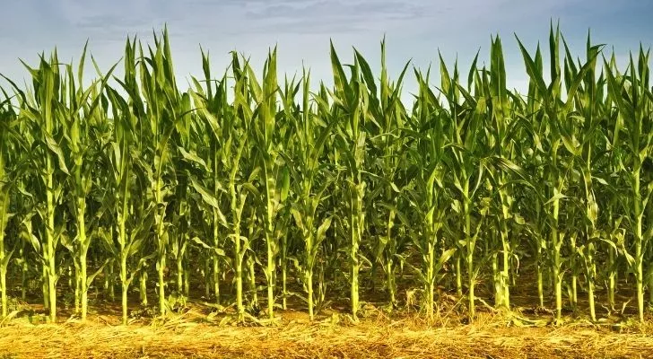 Corn fields