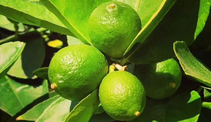 Four yummy limes growing on a lime tree