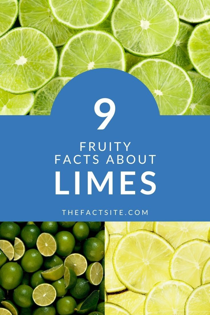 9 Fruity Facts About Limes The Fact Site