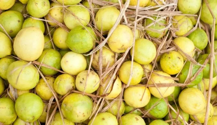 Yellow limes in hay