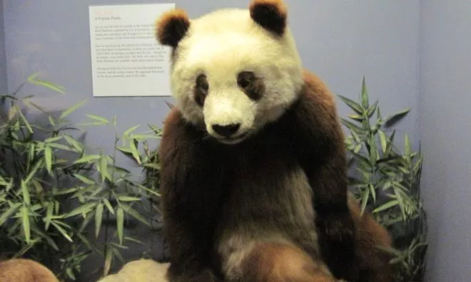 OTD in 1936: The first panda arrived in the US from China.