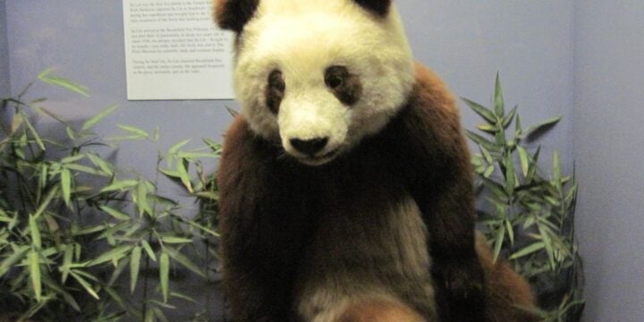 OTD in 1936: The first panda arrived in the US from China.