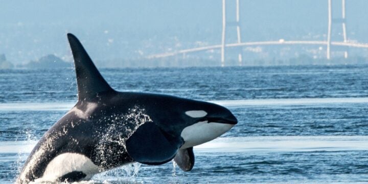 OTD in 2018: Science magazine announced that half the killer whale population would likely die due to human pollution.