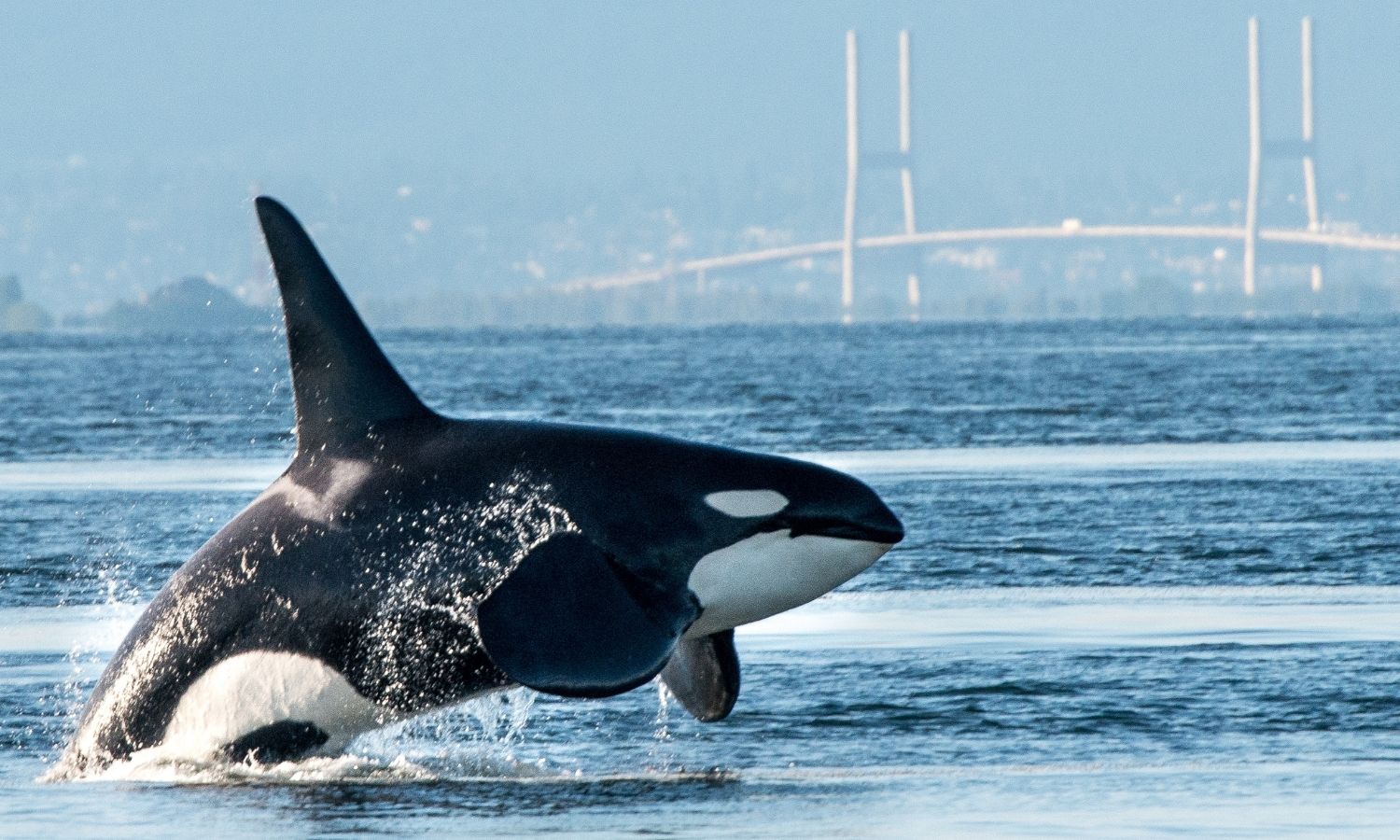 OTD in 2018: Science magazine announced that half the killer whale population will likely die due to the pollution from humans.