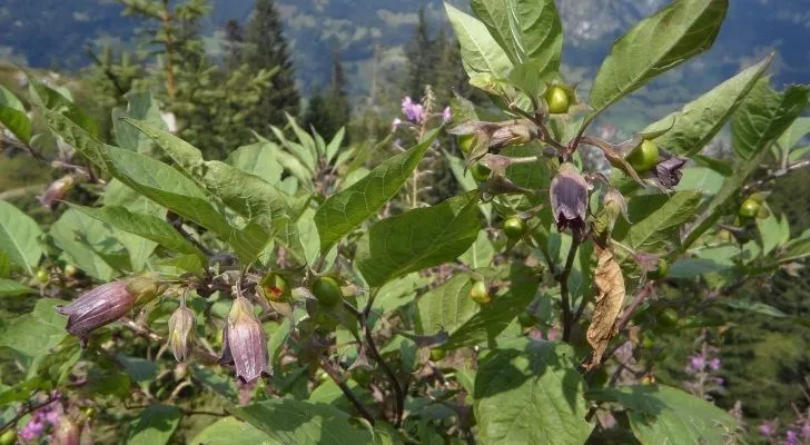The deadly nightshade plant