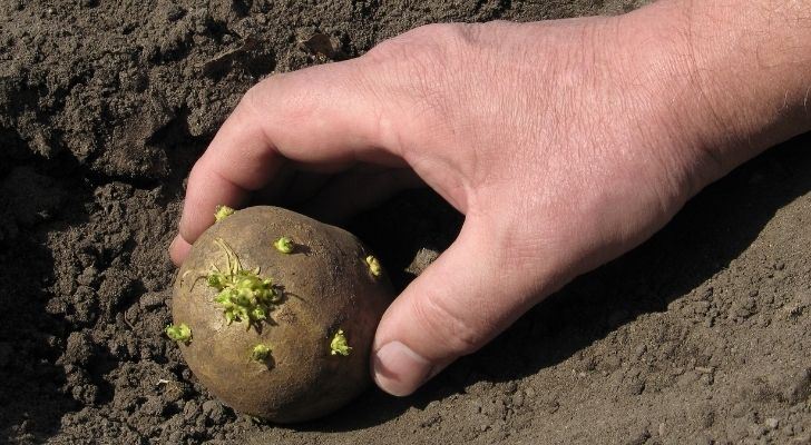 A potato being planted in soil