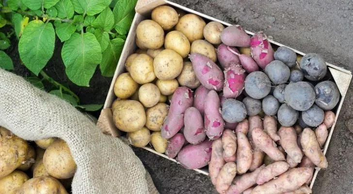 A crate of different colored potatoes