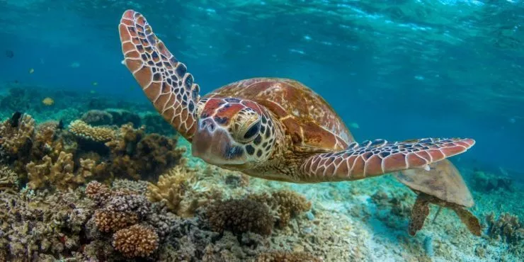 Facts all about sea turtles