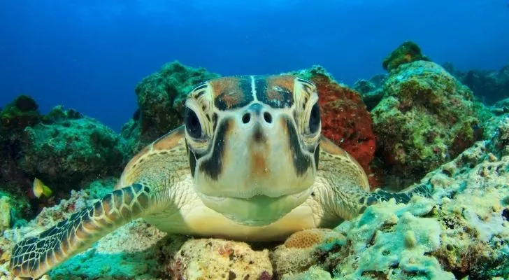 A sea turtle looking to the camera