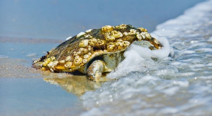 Una tortuga marina con percebes en la espalda.