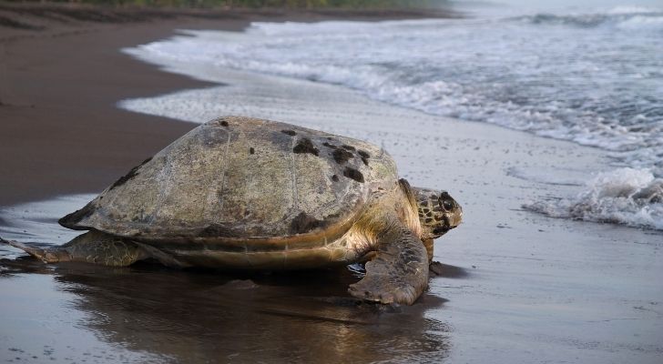 Una gran tortuga marina enfriándose junto al océano.