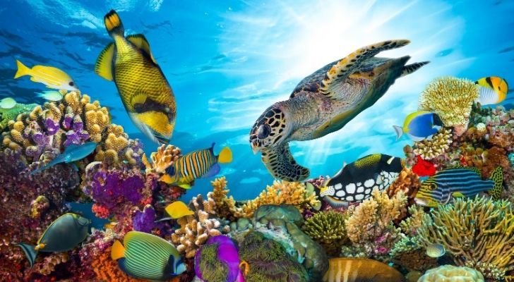 A thriving colourful ecosystem under the sea