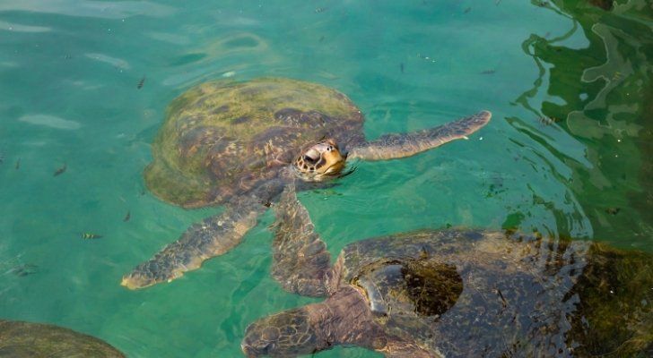 Una tortuga de aspecto viejo