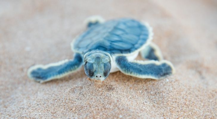 Un joven cachorro de tortuga marina escalofriante en la playa