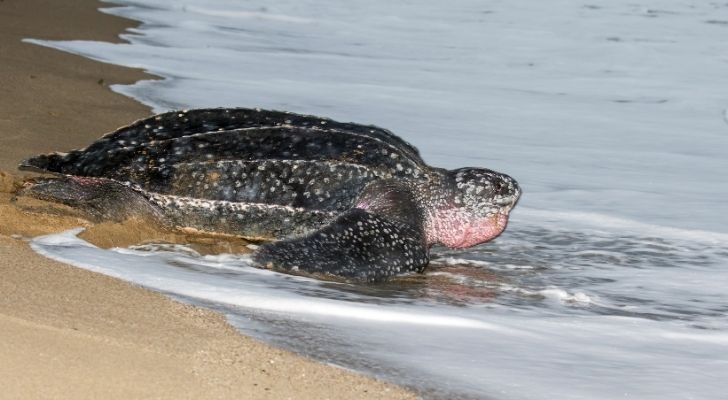 Una tortuga laúd se relaja en la playa.