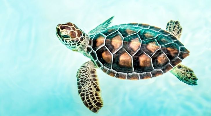 Una tortuga marina nada en la superficie del océano.