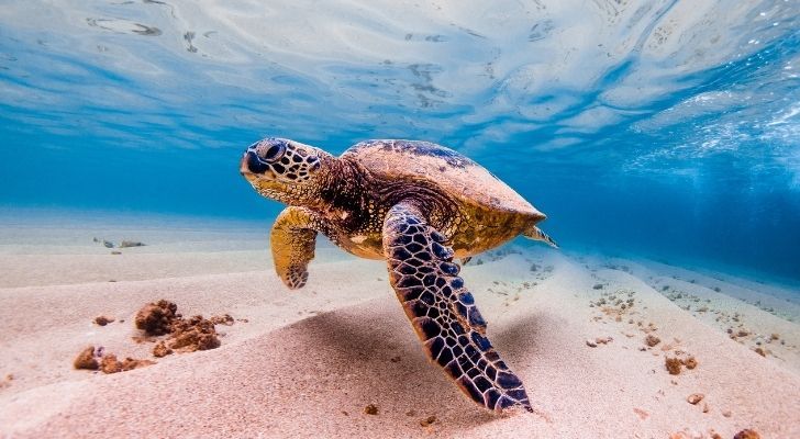 Una tortuga marina bajo el mar.