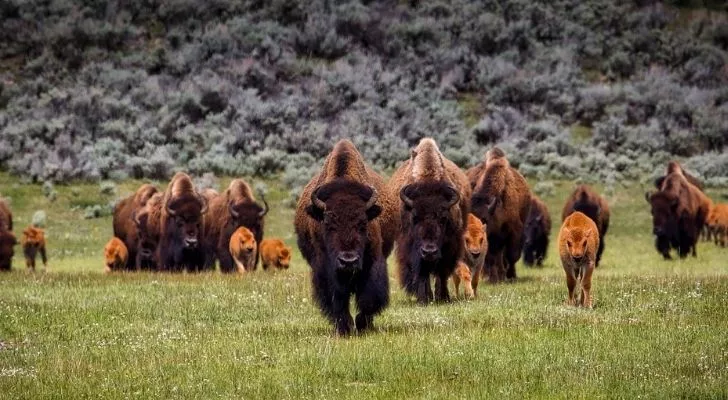 Lots of bison of different ages