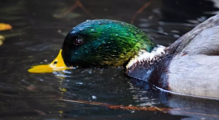A duck eating