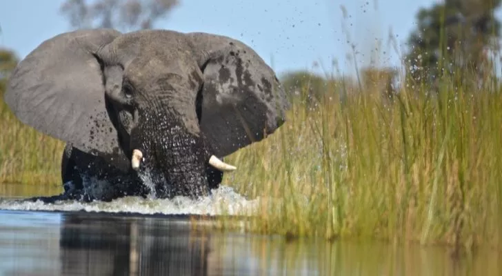 A happy elephant swimming in water