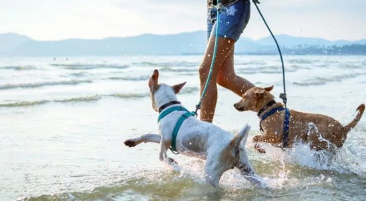 Someone walking dogs at the beach