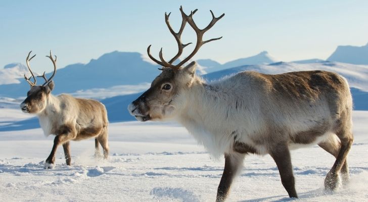 Two reindeers