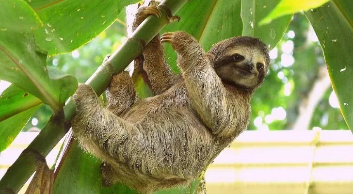 A sloth happily hanging from a tree