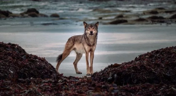 A Vancouver Island Wolf looking at the photographer