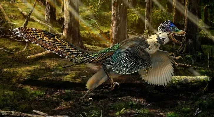 A feathery velociraptor