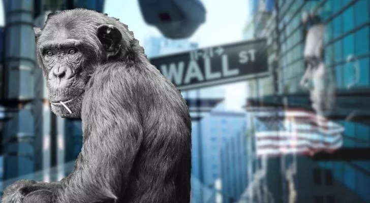 A Chimp that once ruled Wall Street