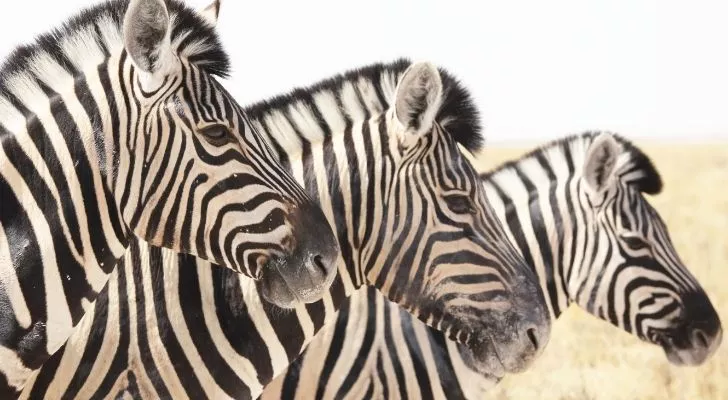 Three Zebras