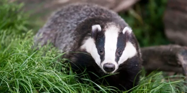 Facts about badgers