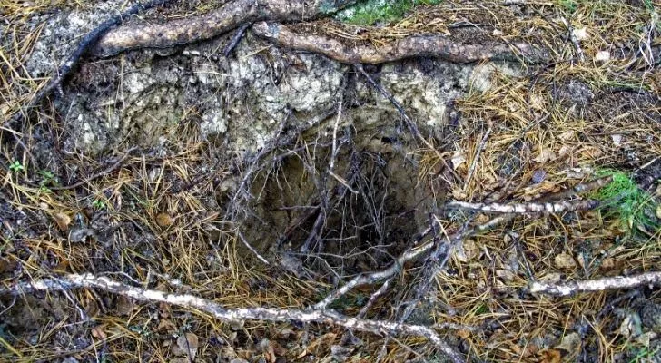 A badger's burrow which is also known as a sett