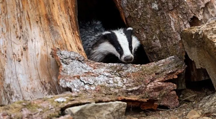 A badger hiding between tree trunks