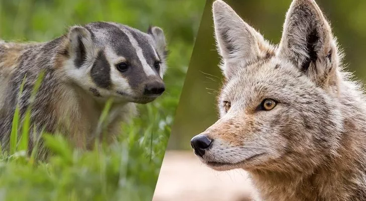 A badger on the left and a coyote on the right